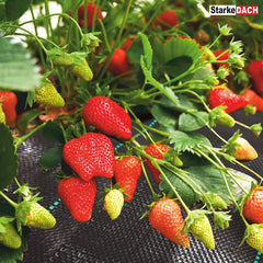 Austinė agrotekstilinė medžiaga (kaina nurodyta 1m²)
