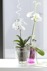 Vazonas COUBI orchidėjoms, įv. dydžių