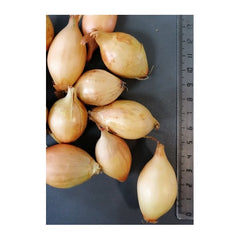 0,5KG STURON 21/24 VĖLYVI SVOGŪNŲ SODINUKAI
