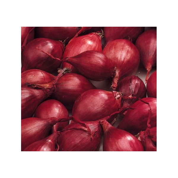 1kg Red Karmen 21/24 VĖLYVI Svogūnų sodinukai
