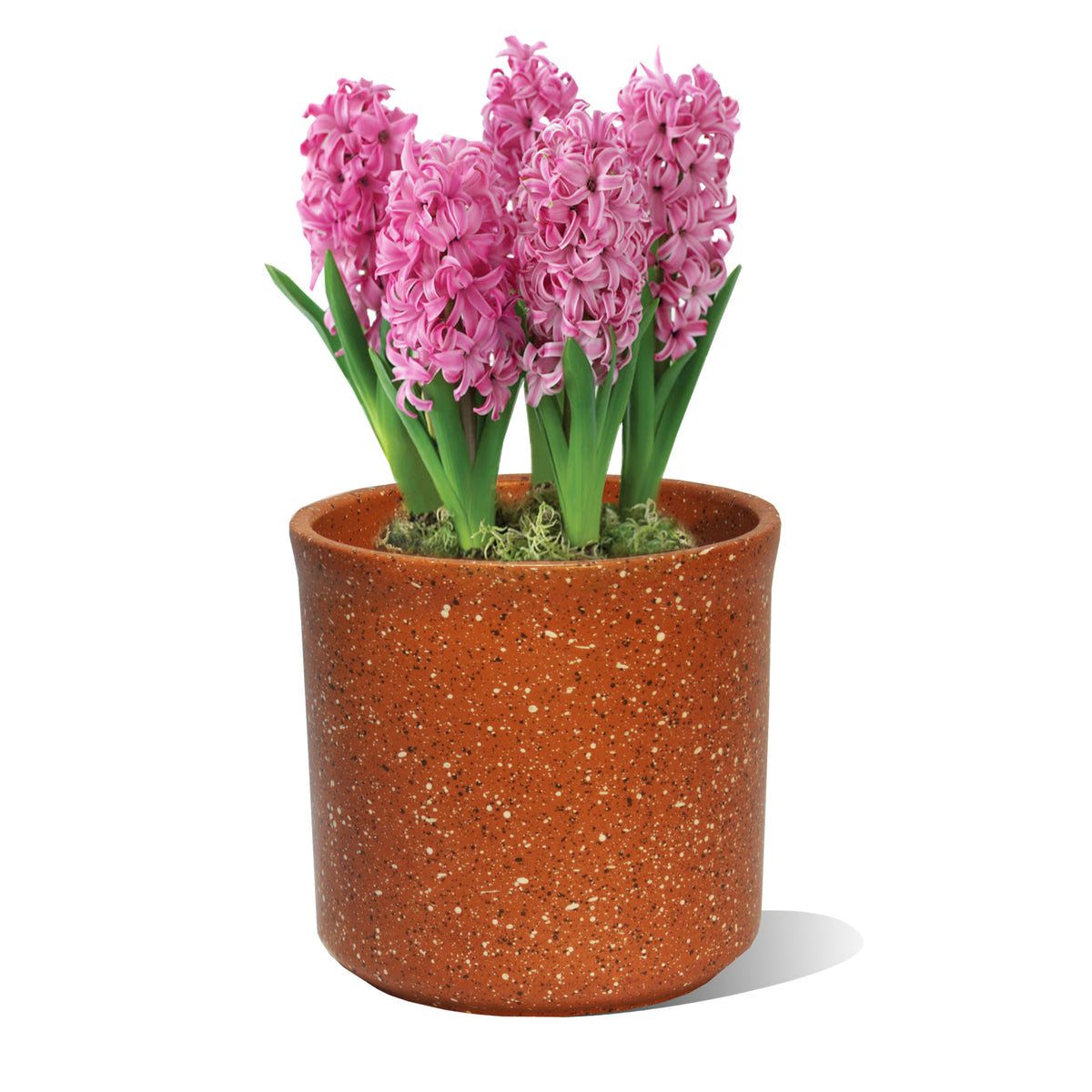 135x135 Keramikinis vazonas Burokas Cilindras VCLBUR