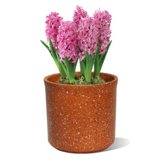 135x135 Keramikinis vazonas Burokas Cilindras VCLBUR