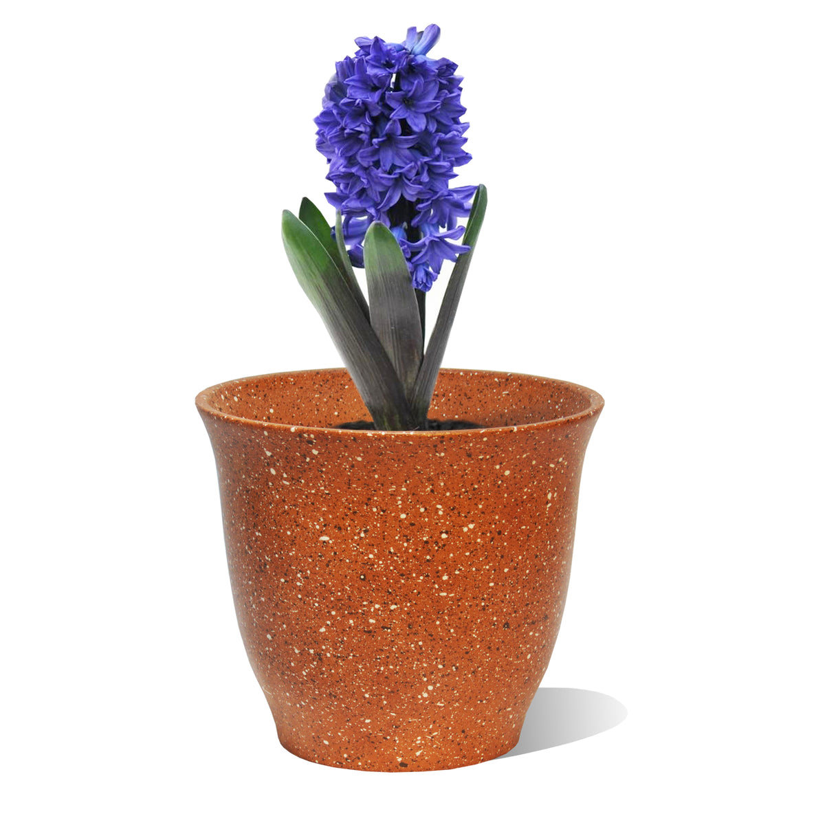 250x230 Keramikinis vazonas Burokas Tulpė VTLBUR