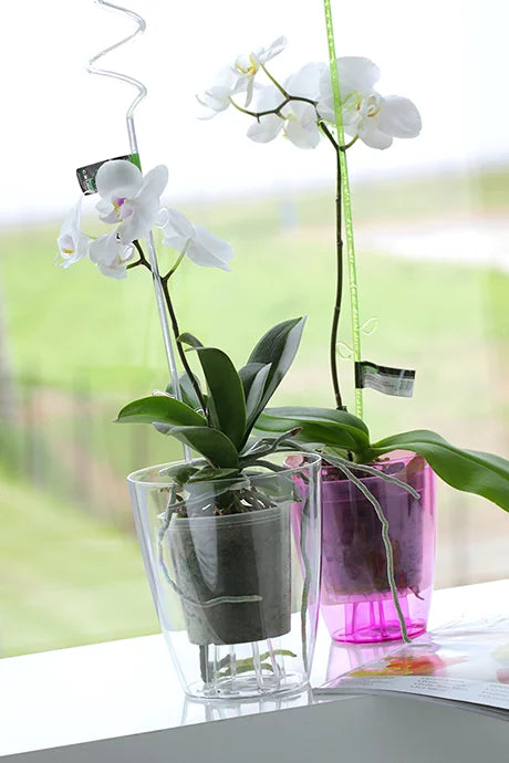 Vazonas COUBI orchidėjoms 160x132
