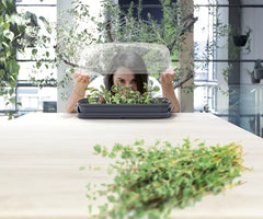 Respana stalo šiltnamis