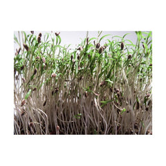 Sėklos daigams Paprastieji krapai 10g (ANETHUM GRAVEOLENS)